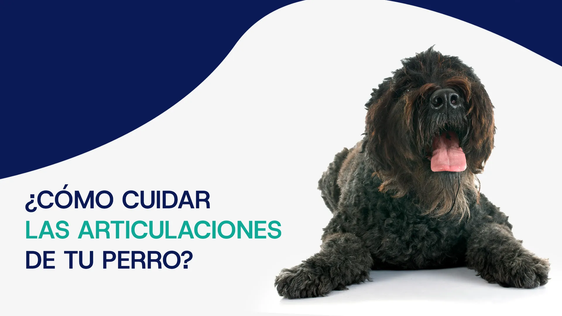 Articulaciones del perro