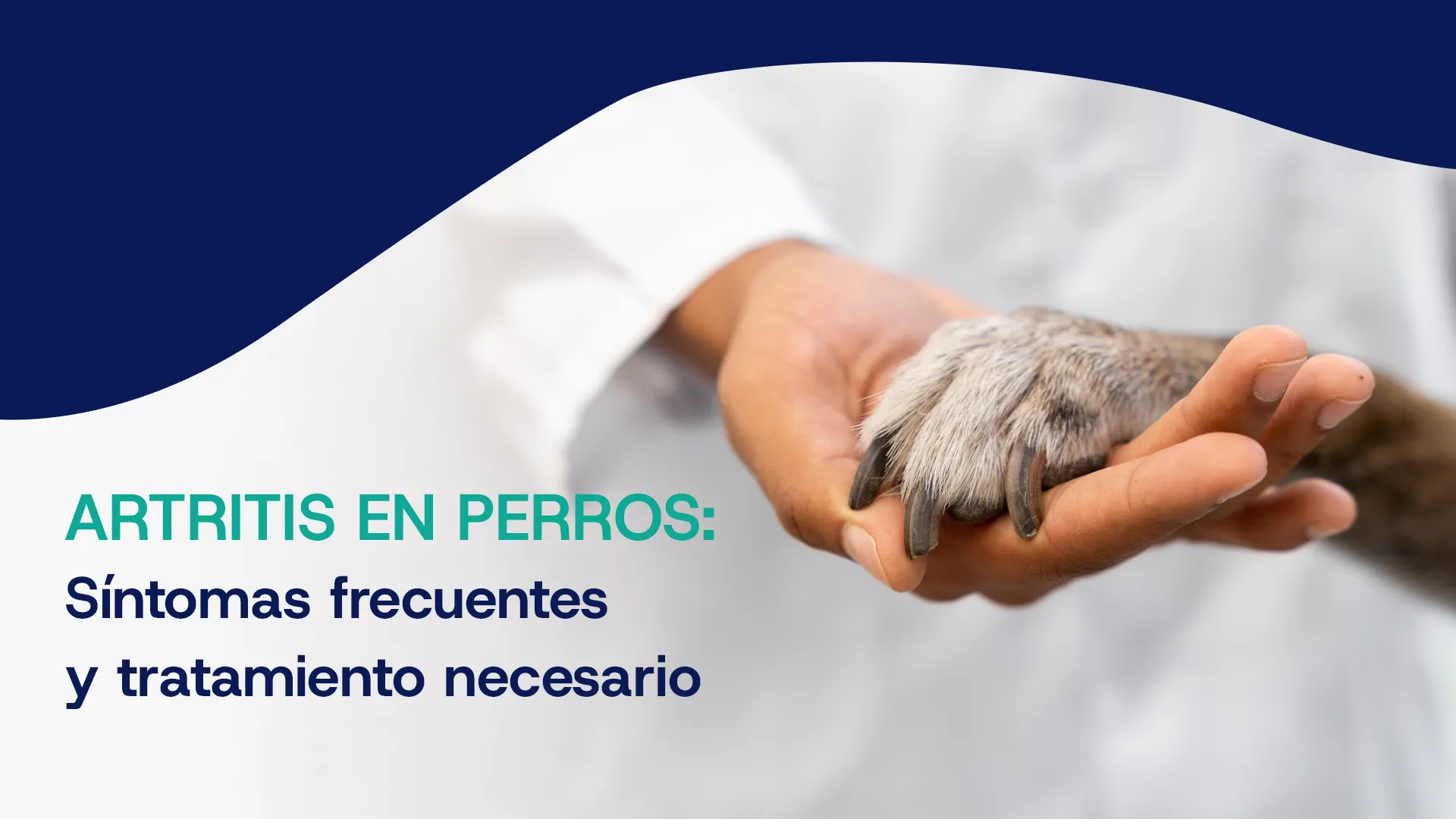 Artritis en perros