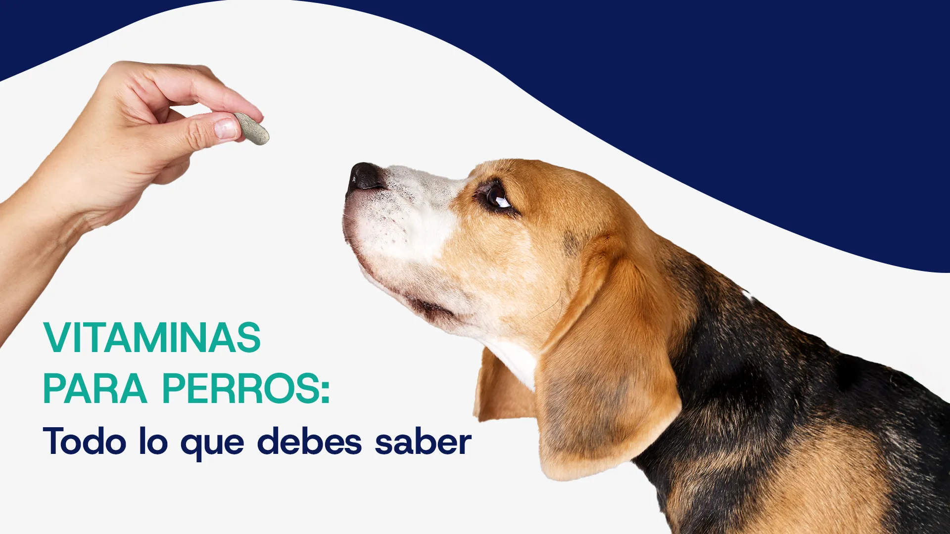 Vitaminas perros