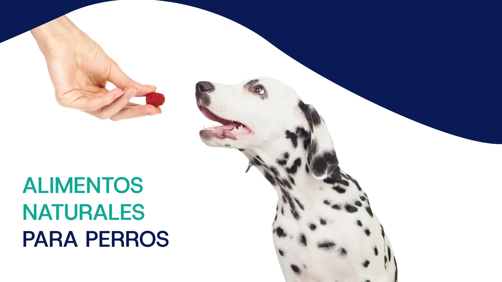Alimento natural para perros