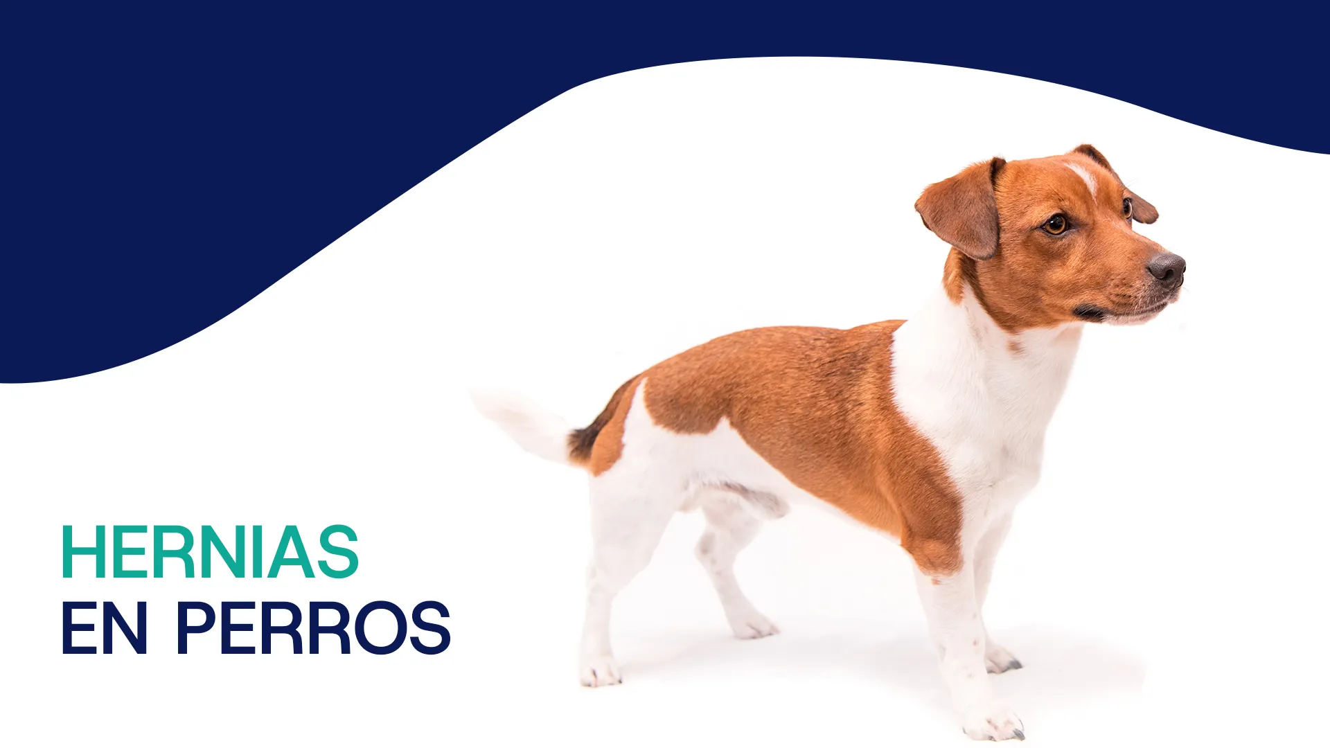 Hernias en perro