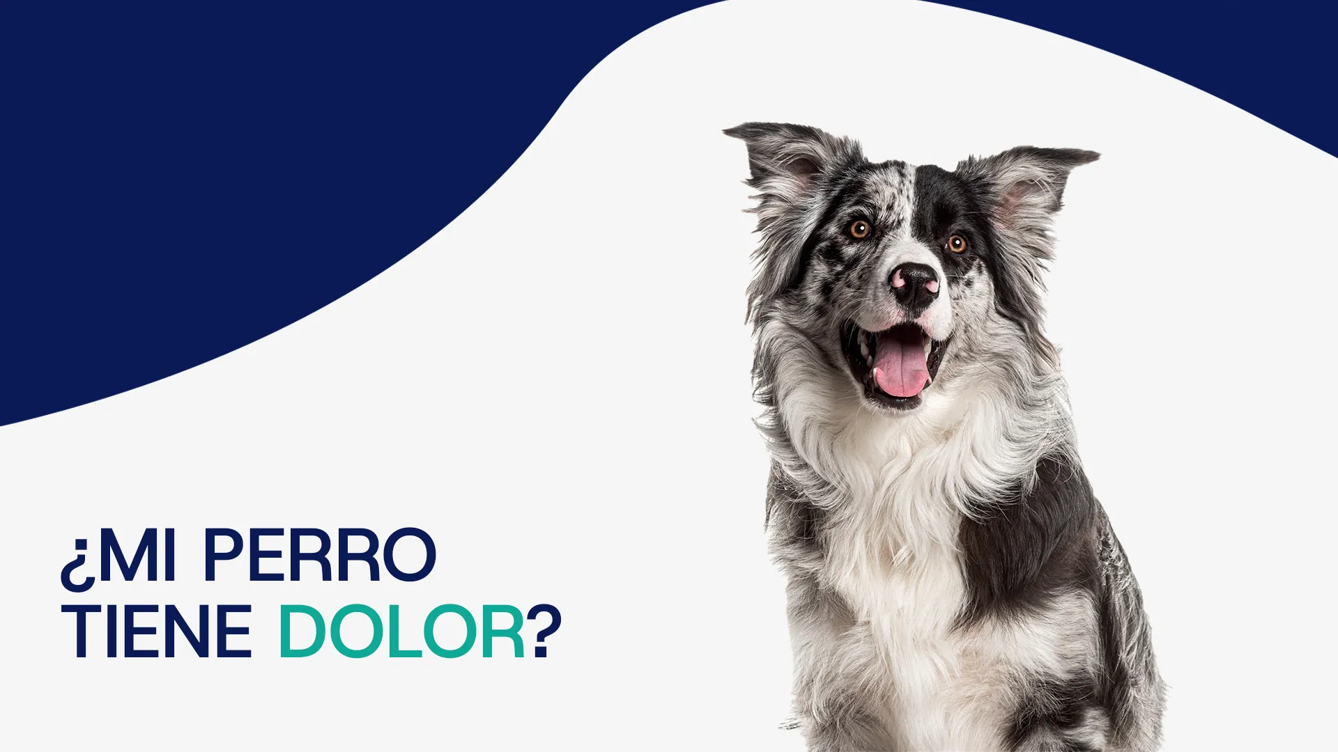 cómo saber si mi perro tiene dolor