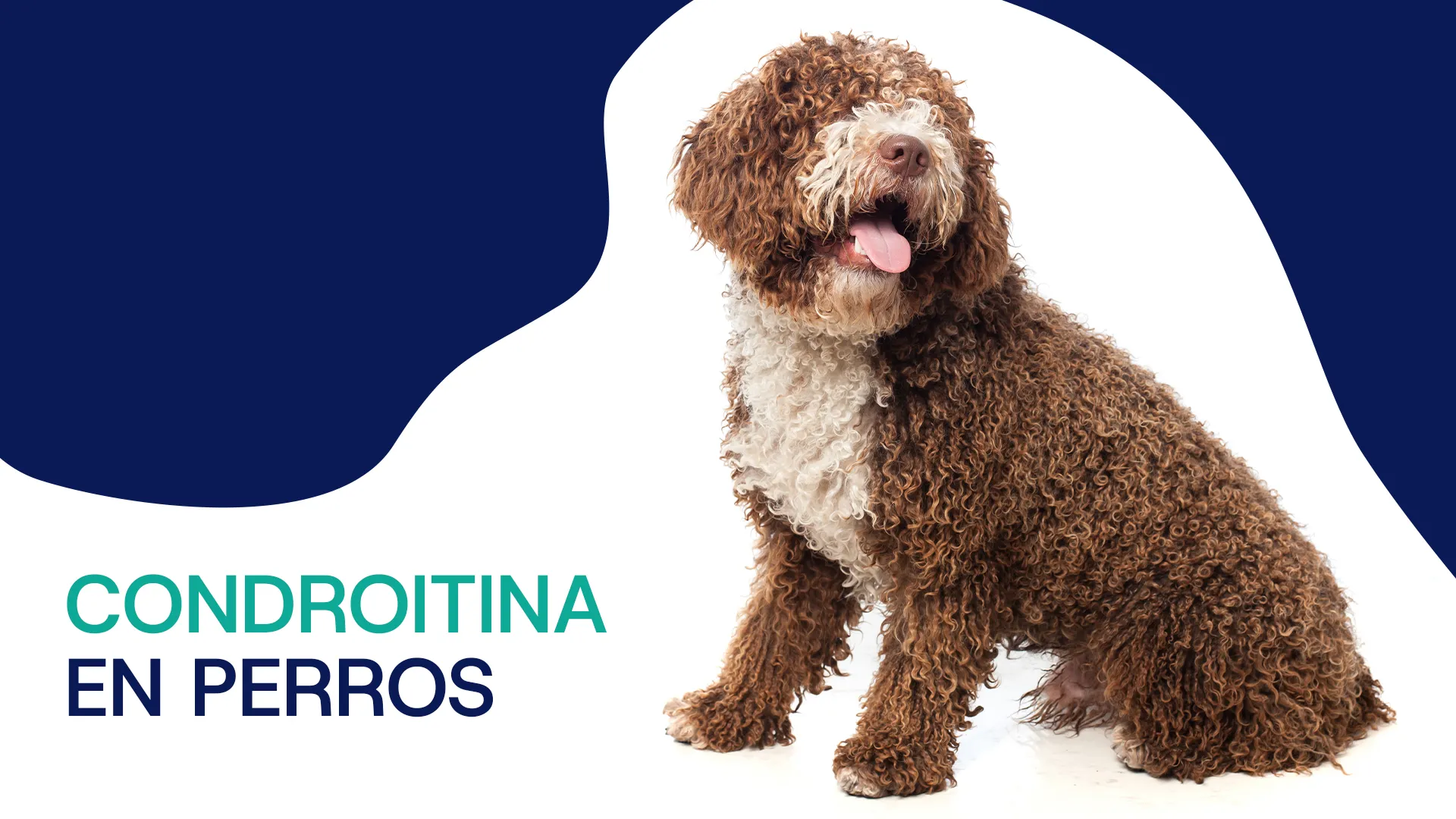 Condroitina perros