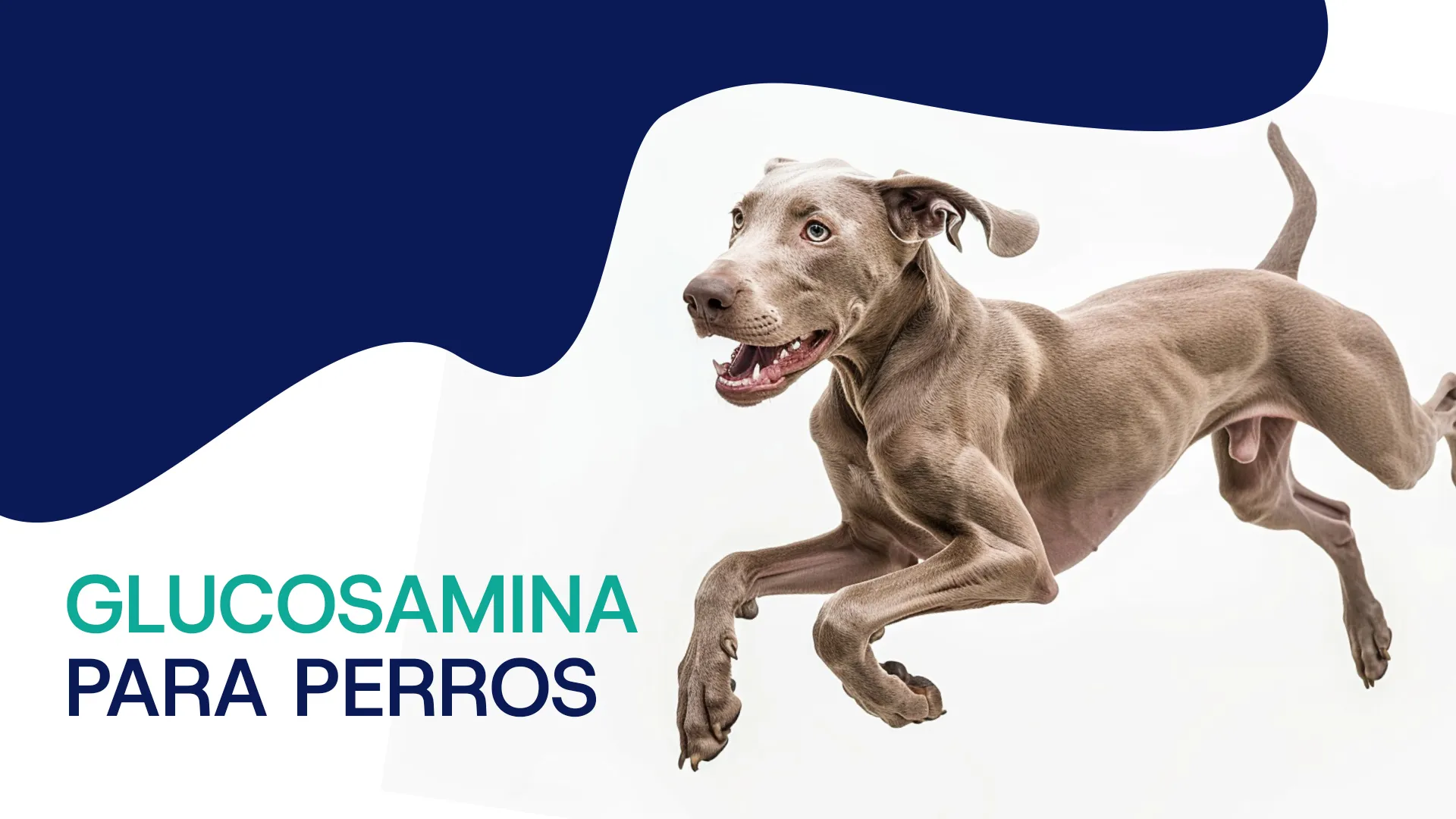 Glucosamina para perros