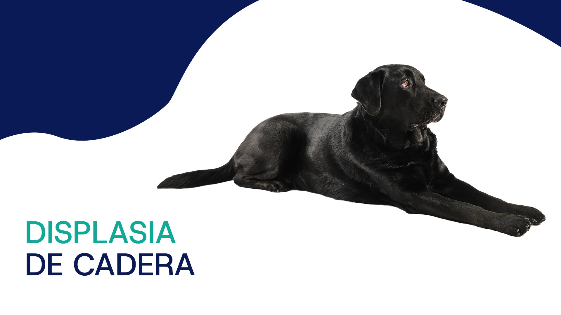 Displasia de cadera en perros