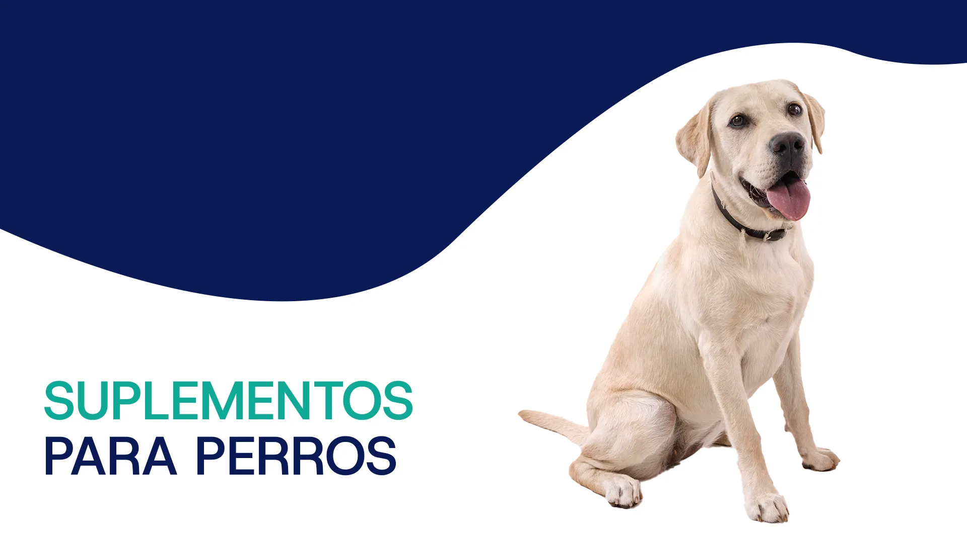suplementos para perros