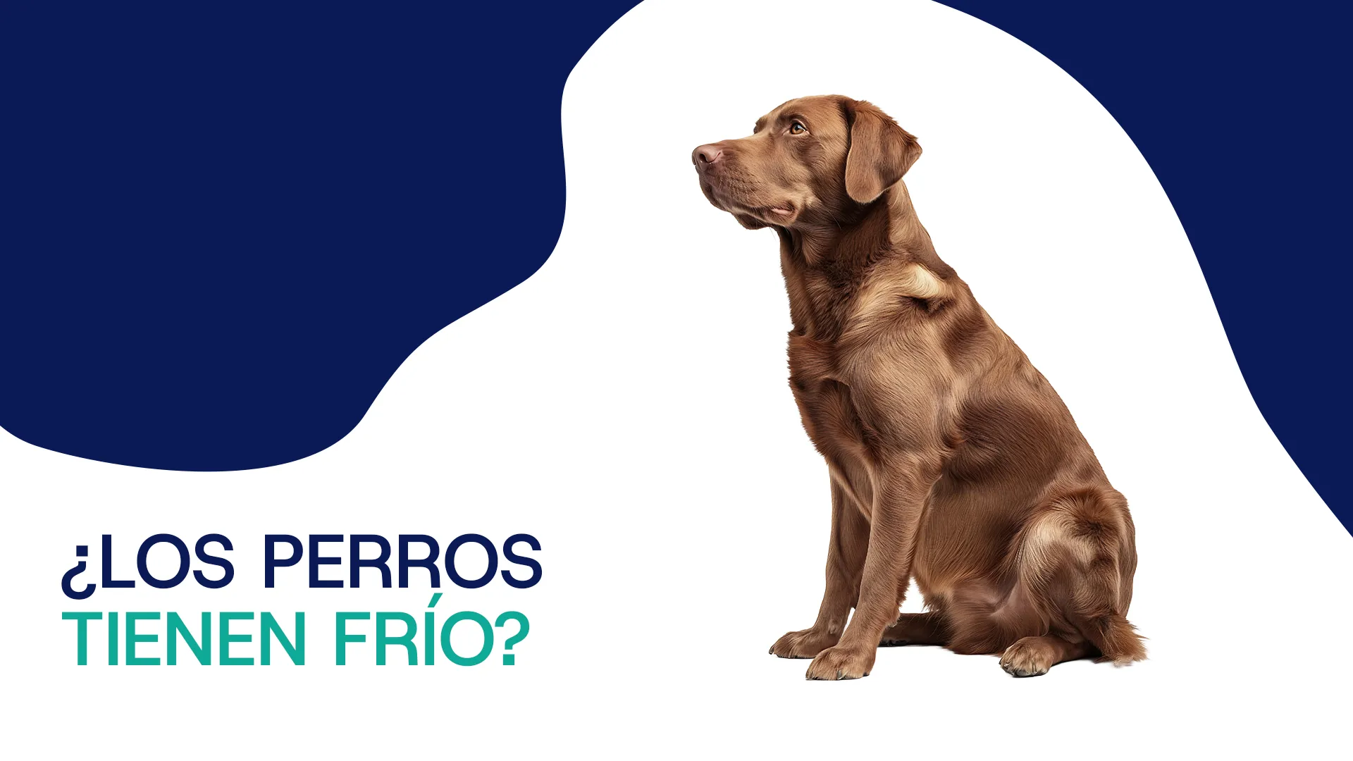 Los perros tienen frio