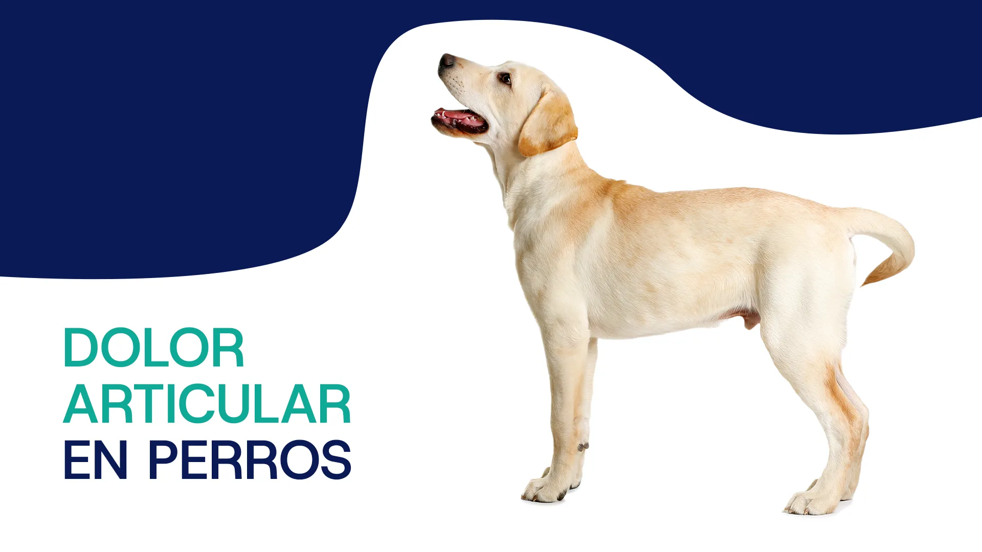 Medicamento para dolor articular en perros​