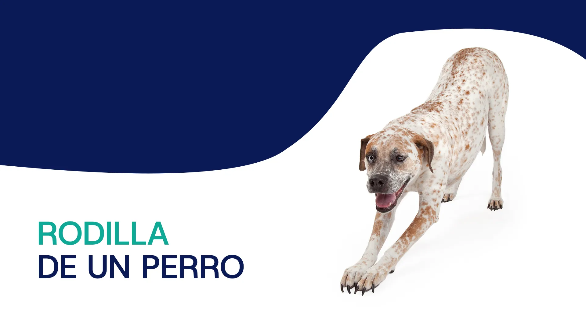 Rodilla perro