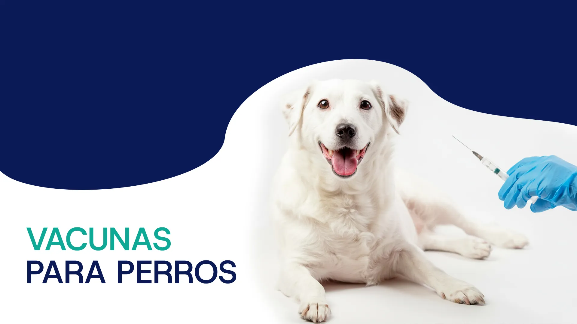 Vacunas perros