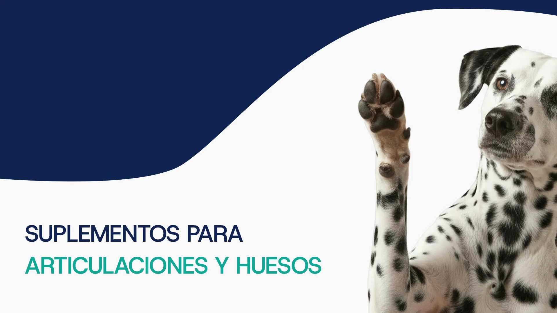 Suplementos para articulaciones y huesos para perro
